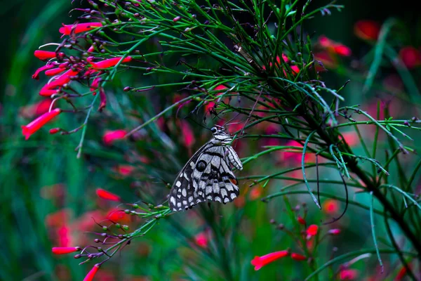 Lemon Butterfly Lime Swallowtail Chequered Swallowtail Butterfly Resting Flower Plants — Foto de Stock