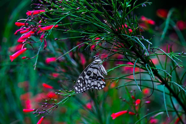 Lemon Butterfly Lime Swallowtail Chequered Swallowtail Butterfly Resting Flower Plants — стоковое фото