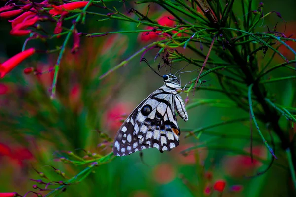 Lemon Butterfly Lime Swallowtail Chequered Swallowtail Butterfly Resting Flower Plants — Stock Fotó