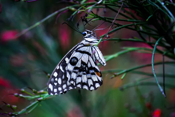 Lemon Butterfly Lime Swallowtail Chequered Swallowtail Butterfly Resting Flower Plants — Stock Photo, Image