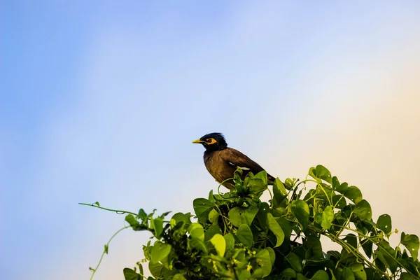 Common Myna Acridotheres Tristis Indian Myna Also Spelled Mynah Resting — Stok fotoğraf
