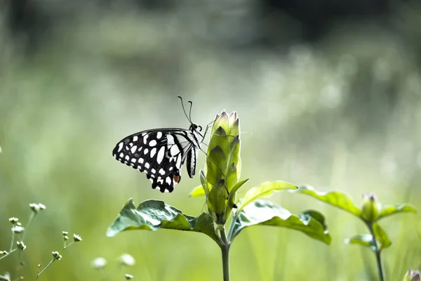 Πεταλούδα Λεμονιού Χελιδόνι Ασβέστη Και Καρό Χελιδόνι Πεταλούδα Αναπαύεται Στα — Φωτογραφία Αρχείου