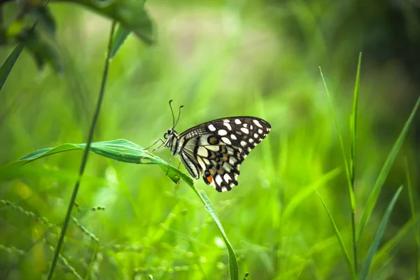 Lemon Butterfly Lime Swallowtail Chequered Swallowtail Butterfly Resting Flower Plants — Stok fotoğraf