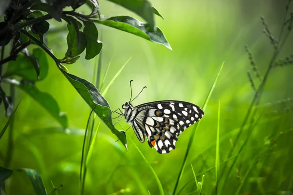 Limon kelebeği, limon kırlangıcı ve çiçek bitkilerinin üzerinde dinlenen kırlangıç kuyruğu..