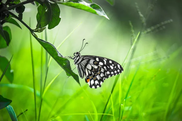 Limon kelebeği, limon kırlangıcı ve çiçek bitkilerinin üzerinde dinlenen kırlangıç kuyruğu..