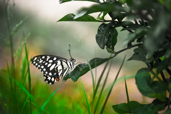 Lemon Butterfly Lime Swallowtail Chequered Swallowtail Butterfly Resting Flower Plants — 스톡 사진