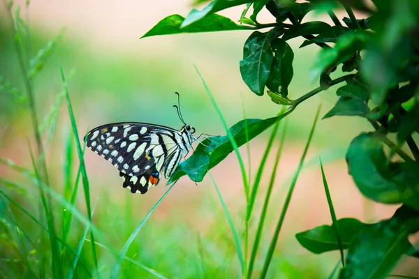 Lemon Butterfly Lime Swallowtail Chequered Swallowtail Butterfly Resting Flower Plants — 스톡 사진