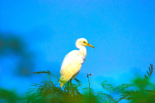 Nötkreatur Egrets Sitter Uppe Trädet Med Fin Blå Himmel Bakgrunden — Stockfoto