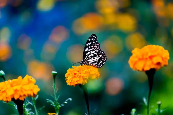 Mariposa Ambrosía Manchada Azul Planta Flores Caléndula — Foto de Stock