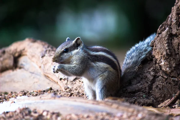 Squirrel Rodent Standing Paused Tree Branch Its Natural Environment — Stock Photo, Image