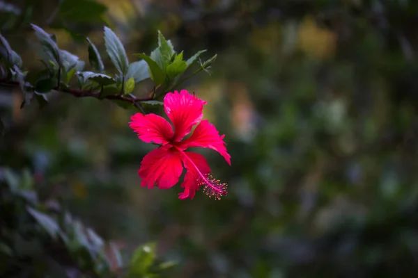 Fiore Ibisco Piena Fioritura Durante Primavera Parco Pubblico India — Foto Stock