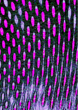 Arkaplan tasarımı için dikey şablon, metin eklemek için boş alanı olan klasik dokuyu çalıştırır