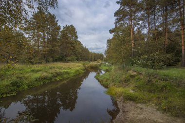 Nehre bakan manzara. Bulutlu gökyüzü, eski çam ormanı ve nehri olan yaz manzarası. Bir sürü sulu yeşillik.