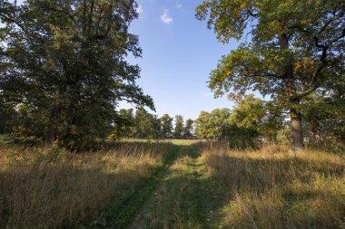 Sonbahar manzarası güneşli bir günde meşe koruluğundaki ağaçların üzerindeki güzel renkli yapraklar..