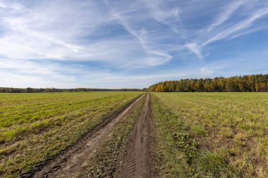 Yeşil tarladan ufka giden toprak yol. Açık mavi gökyüzü olan tarım arazisi. Ülke yolu ile panoramik resim.