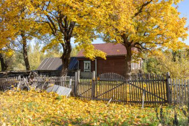 Eski bir köy evinin yanında büyük sarı bir ağaç. Kırsal sonbahar manzarası ve eski bir akçaağaç. Ağaçta ve yerde parlak sarı yapraklar. Güneşli bir sonbahar günü. Akçaağaçlı kırsal alan.