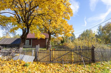 Eski bir köy evinin yanında büyük sarı bir ağaç. Kırsal sonbahar manzarası ve eski bir akçaağaç. Ağaçta ve yerde parlak sarı yapraklar. Güneşli bir sonbahar günü. Akçaağaçlı kırsal alan.