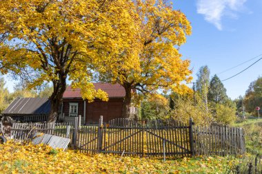 Eski bir köy evinin yanında büyük sarı bir ağaç. Kırsal sonbahar manzarası ve eski bir akçaağaç. Ağaçta ve yerde parlak sarı yapraklar. Güneşli bir sonbahar günü. Akçaağaçlı kırsal alan.