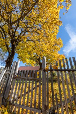 Eski bir köy evinin yanında büyük sarı bir ağaç. Kırsal sonbahar manzarası ve eski bir akçaağaç. Ağaçta ve yerde parlak sarı yapraklar. Güneşli bir sonbahar günü. Akçaağaçlı kırsal alan.