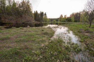 Resimli bir bahar akşamı manzarası. Nehir baharda taştı. Ağaçlarda ve topraklarda genç yeşillikler.
