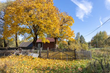 Eski bir köy evinin yanında büyük sarı bir ağaç. Kırsal sonbahar manzarası ve eski bir akçaağaç. Ağaçta ve yerde parlak sarı yapraklar. Güneşli bir sonbahar günü. Akçaağaçlı kırsal alan.