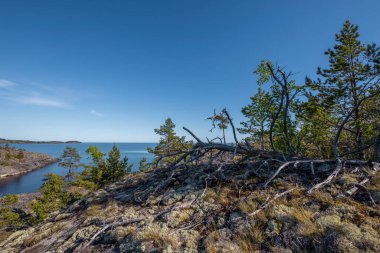 Gölde güneşli bir gün. Suyun içindeki gökyüzünün yansıması. Taş üstünde çam. Kuzeyin doğası. Ön planda kuru ağaç.