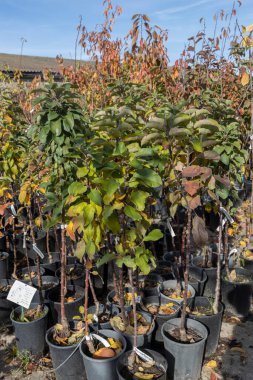 Bahçe düzenlemesi için bahçe merkezindeki bir küvette çiçek açan çalılar, peyzaj ile çalışmak için. Bahçe merkezindeki bitkiler sonbaharda. Güneş bitkilerin üzerinde parlıyor..