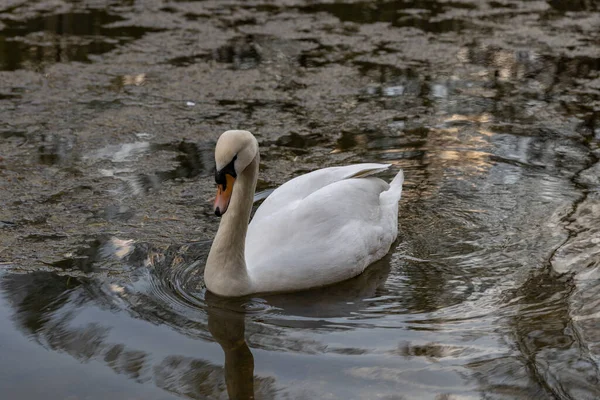 Weißer Schwan Auf Dem Teich — Stockfoto