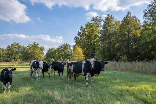 Koeien Grazen Zomer Een Zonnige Weide Stockfoto