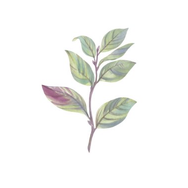 Beyaz arka planda yaprakları olan suluboya dalları. Yapraklı bir dalın suluboya çizimi.