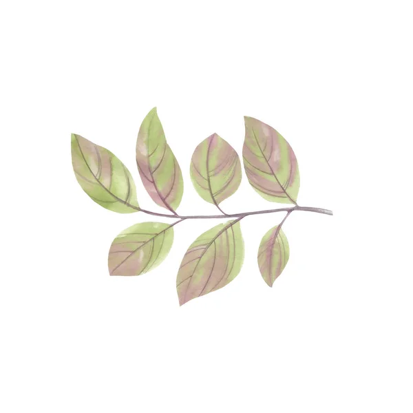 Aquarell Zweig Mit Blättern Isoliert Auf Weißem Hintergrund Aquarell Illustration — Stockfoto