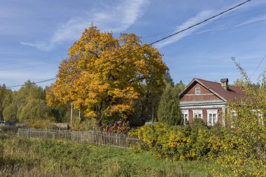 Eski bir köy evinin yanında büyük sarı bir ağaç. Kırsal sonbahar manzarası ve eski bir akçaağaç. Ağaçta ve yerde parlak sarı yapraklar. Güneşli bir sonbahar günü. Akçaağaçlı kırsal alan.
