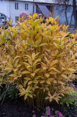 Bahçedeki bir dalda yeşil ve sarı yapraklar.