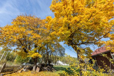 Eski bir köy evinin yanında büyük sarı bir ağaç. Kırsal sonbahar manzarası ve eski bir akçaağaç. Ağaçta ve yerde parlak sarı yapraklar. Güneşli bir sonbahar günü. Akçaağaçlı kırsal alan.