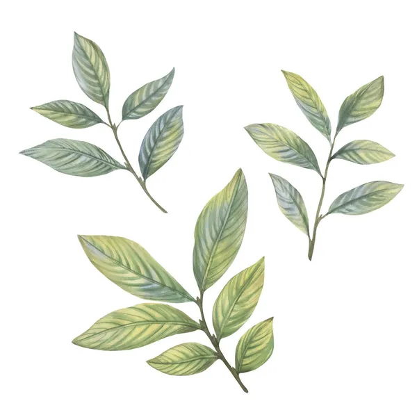 수채류는 녹색을 디자인 인쇄를 나뭇잎 — 스톡 사진