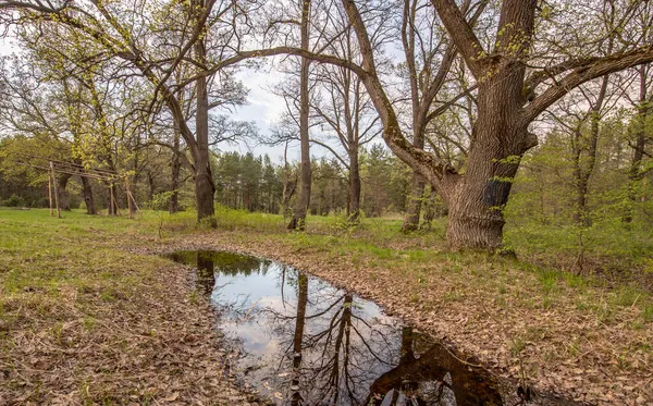 Schilderachtig Landschap Van Voorjaarsavond Eikenbos Het Voorjaar Jong Groen Bomen — Stockfoto