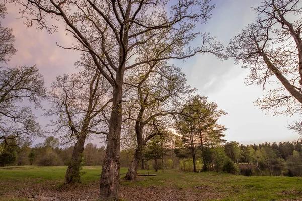 Malerische Landschaft Einem Frühlingsabend Eichenhain Frühling Junges Grün Auf Bäumen — Stockfoto