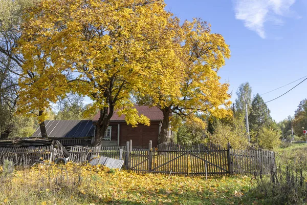 Ένα Μεγάλο Κίτρινο Δέντρο Κοντά Ένα Παλιό Σπίτι Του Χωριού — Φωτογραφία Αρχείου