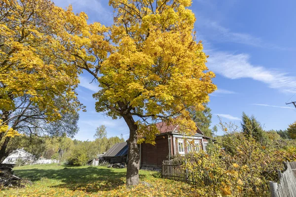 마을의 근처에 나무가 있습니다 전통적 풍경에 단풍나무가 있습니다 노란색의 나무와 — 스톡 사진