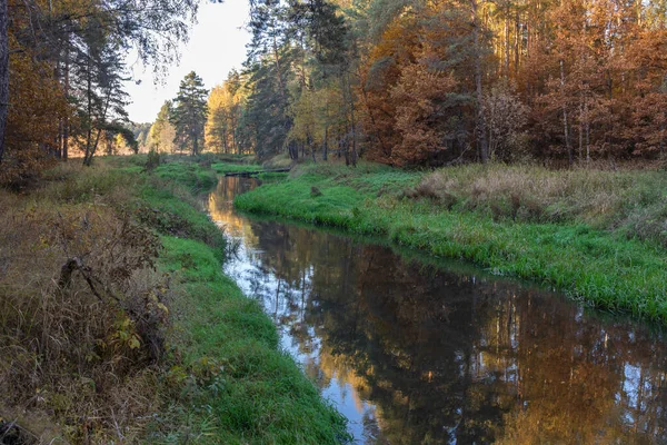 秋天森林里有一条小河的风景 仙境森林中一条色彩艳丽的河流 秋天的色彩在一片漆黑的森林里 — 图库照片
