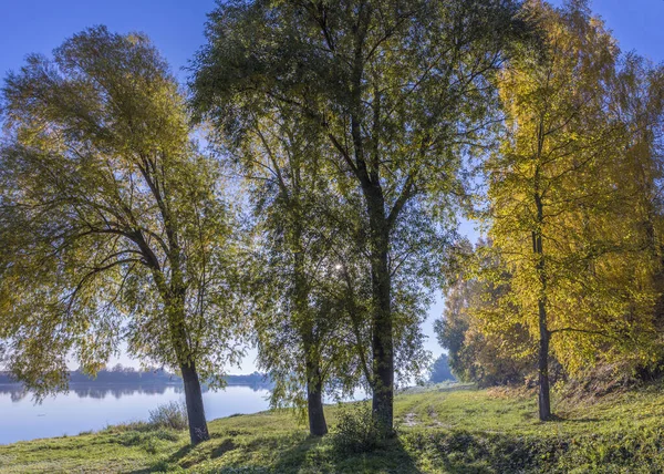 Jesienny Krajobraz Wczesnym Rankiem Widokiem Rzekę Duże Drzewa Żółtymi Liśćmi — Zdjęcie stockowe