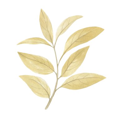 Beyaz arka planda izole edilmiş bir dalda suluboya yapraklar. Tasarım, kartlar, ambalaj, duvar kâğıdı, baskı için hassas yapraklar. Soluk yeşil yapraklı bir dalın tasviri