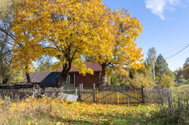 Eski bir köy evinin yanında büyük sarı bir ağaç. Kırsal sonbahar manzarası ve eski bir akçaağaç. Ağaçta ve yerde parlak sarı yapraklar. Güneşli bir sonbahar günü. Akçaağaçlı kırsal alan.