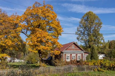 Eski bir köy evinin yanında büyük sarı bir ağaç. Kırsal sonbahar manzarası ve eski bir akçaağaç. Ağaçta ve yerde parlak sarı yapraklar. Güneşli bir sonbahar günü. Akçaağaçlı kırsal alan.