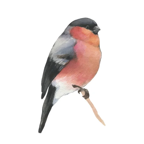 Bullfinch Watercolor Isolated White Background Bullfinch Bird New Year Collection — Stock Photo, Image
