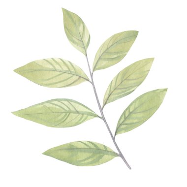 Beyaz arka planda izole edilmiş bir dalda suluboya yapraklar. Tasarım, kartlar, ambalaj, duvar kâğıdı, baskı için hassas yapraklar. Soluk yeşil yapraklı bir dalın tasviri