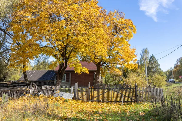 Een Grote Gele Boom Buurt Van Een Oud Dorpshuis Landelijk — Stockfoto