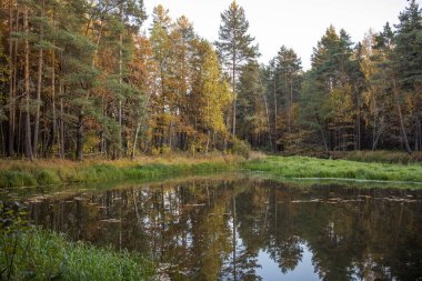 Sarı, kırmızı, turuncu ve yeşil renklerde ağaçların üzerine parlak sonbahar yaprakları. Batan güneşin ışınları ormanı aydınlatır. Temiz doğa, ekoloji, mevsimler, çevre koruma.