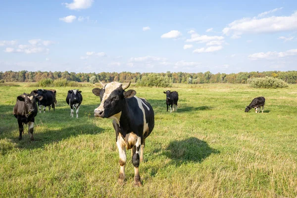 Eine Gruppe Kühe Auf Einer Grünen Wiese Einem Sonnigen Tag lizenzfreie Stockbilder