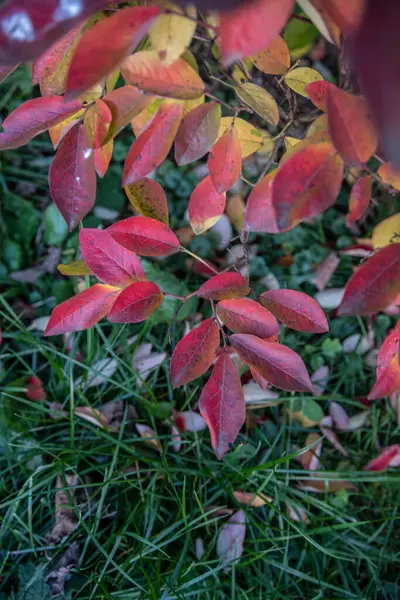 Las Hojas Coloridas Del Arbusto Del Arándano Hojas Multicolores Una — Foto de Stock